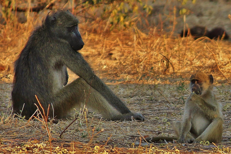 Victoria Falls: Chobe National Park Day Trip with Lunch