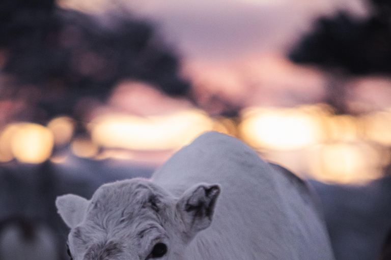 Arctic Highlights: Dogsledding & Reindeer Feeding Combo