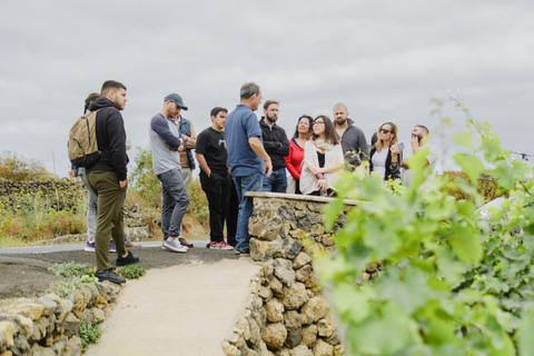 Tenerife: Guided tour with tasting of 6 wines