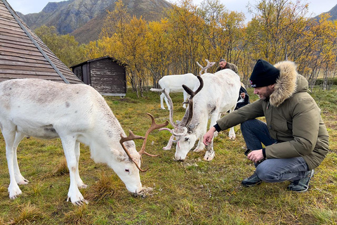 Svolvær: Sami-cultuur en rendierbelevenis