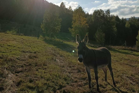 Luvigny: An unusual forest escape with a donkey