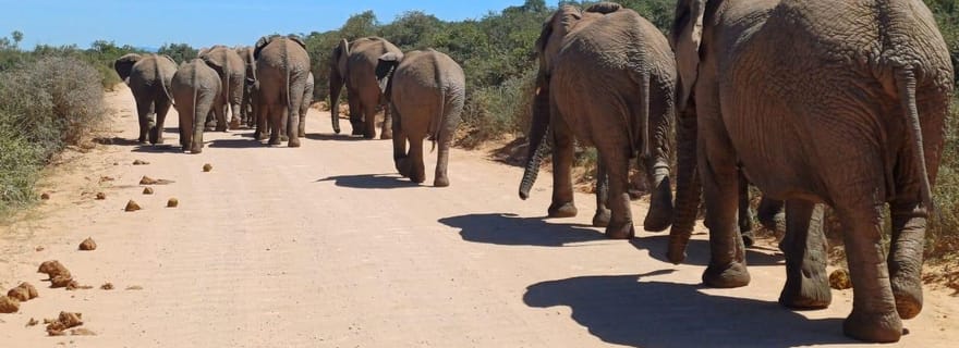 Forfait Aventure de 2 jours à Addo, tout compris avec hébergement