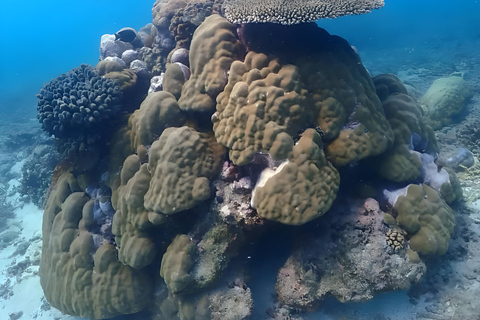 Excursion d'une journée dans les îles Kwale avec plongée en apnée et déjeunerZanzibar : plongée en apnée et croisière en boutre sur les bancs de sable avec déjeuner
