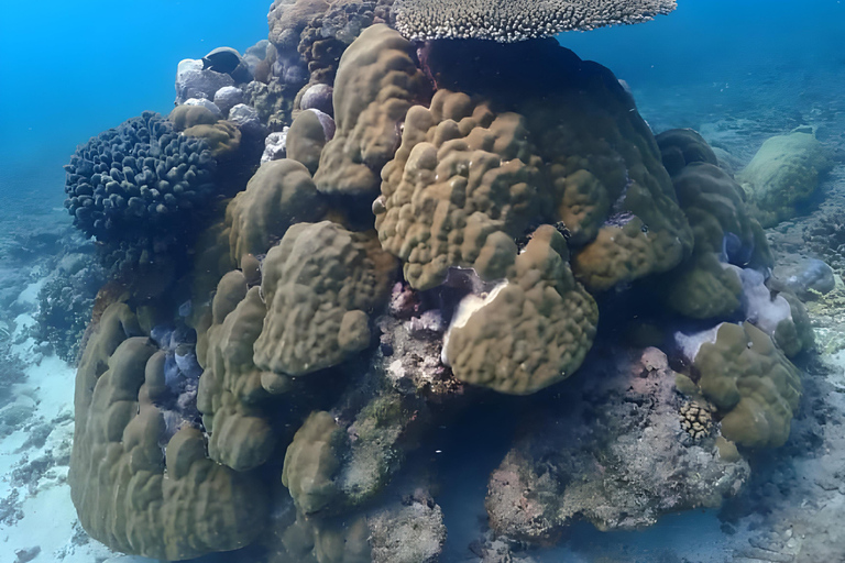 Excursion d'une journée dans les îles Kwale avec plongée en apnée et déjeunerZanzibar : plongée en apnée et croisière en boutre sur les bancs de sable avec déjeuner