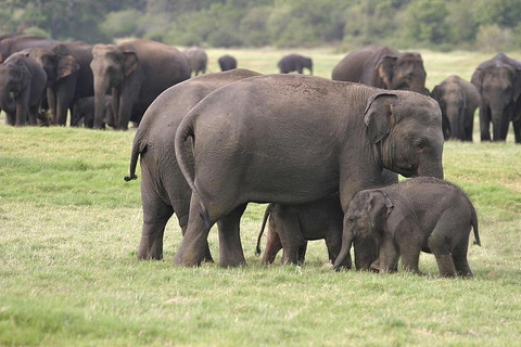 Sigiriya: Minneriya Premium Private Guided Elephant Safari