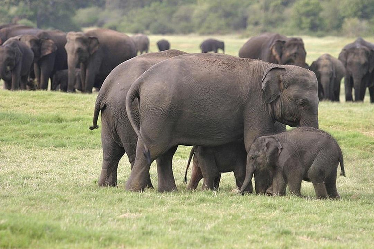 Sigiriya: Minneriya Premium Private Guided Elephant Safari