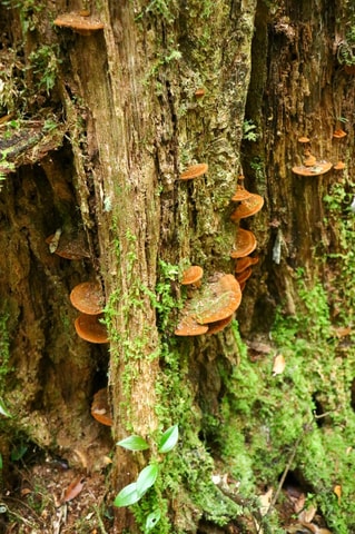 Ho Chi Minh City: Bidoup And Ta Giang 2-Day Trek Tour