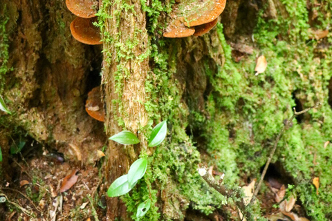 Ho Chi Minh City: Bidoup e Ta Giang Tour di trekking di 2 giorniHo Chi Minh City: tour di 2 giorni con trekking a Bidoup e Ta Giang