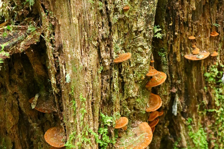 Ho Chi Minh City: Bidoup e Ta Giang Tour di trekking di 2 giorniHo Chi Minh City: tour di 2 giorni con trekking a Bidoup e Ta Giang