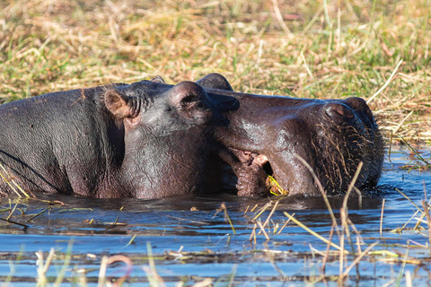 Chobe Safari from Victoria Falls: Game Drive & Cruise