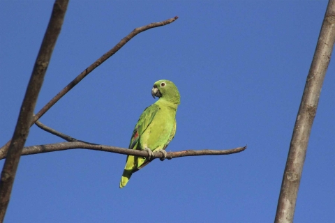 Puerto Maldonado : Excursion à l'argile pour les perroquets et les aras.Excursion à l'argilière de perroquets et d'aras El Chuncho