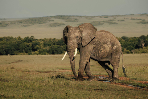 من نيروبي: رحلة سفاري لمدة 3 أيام في سوروي ليونز بلاف مع الإقامة