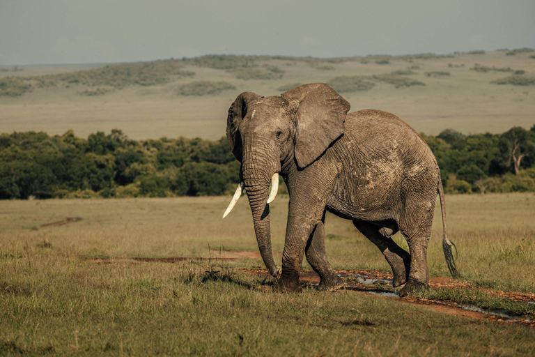 من نيروبي: رحلة سفاري لمدة 3 أيام في سوروي ليونز بلاف مع الإقامة