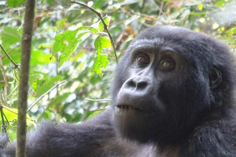 Bwindi gorilla trekking with Queen Elizabeth National Park