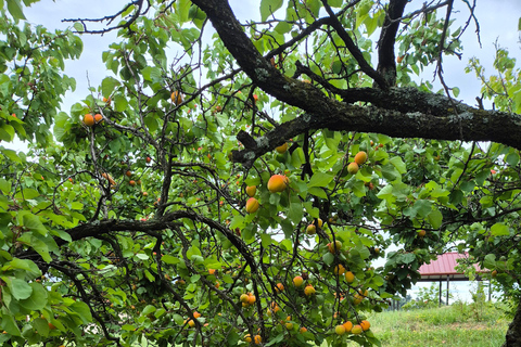 From Belgrade: Rakija-Making Experience with Lunch