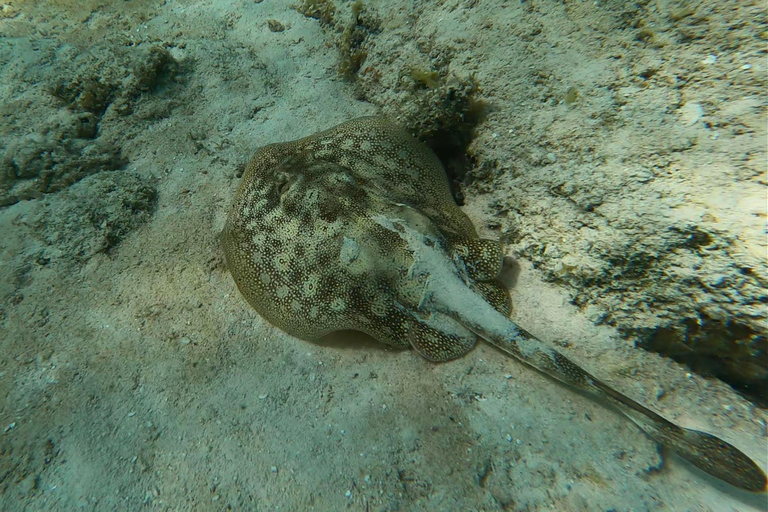 Grand Cayman: Catamaran Cruise with Stingray City & Snorkel