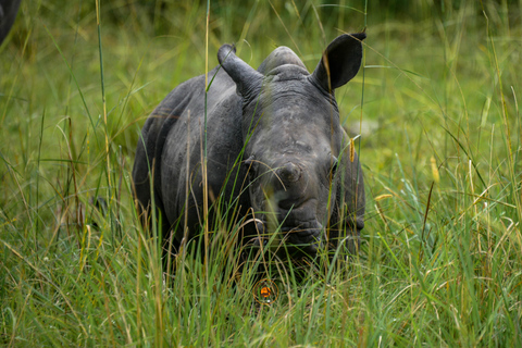 Uganda 10-tägige Wild- und Primaten-Safari.