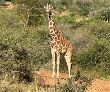 Safari in the Bandia reserve and boat trip on the Somone lagoon