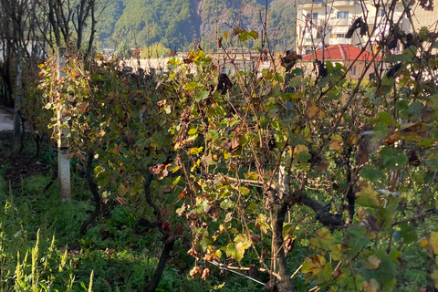 De Tirana - PROVA DE RÁQUI E DE VINHO EM LIBRAZDÁ