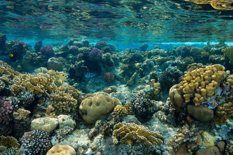 Marsa Mubarak Sea Turtles Trip with Optional Diving with 1 Intro-dives, Snorkelling, Lunch
