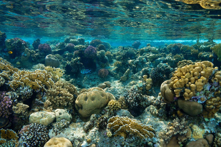 Marsa Mubarak Sea Turtles Trip with Optional Diving with 1 Intro-dives, Snorkelling, Lunch
