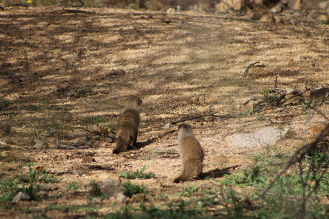 Gaborone: City Tour with Game Drive and Tswana Cuisine