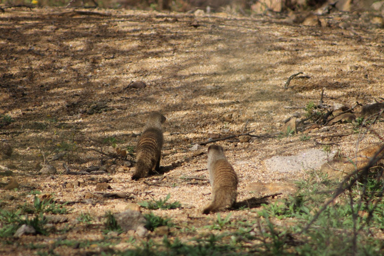 Gaborone: City Tour with Game Drive and Tswana Cuisine
