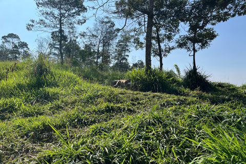 From Yogyakarta: Mount Merapi Trekking & Cave Tubing Tour