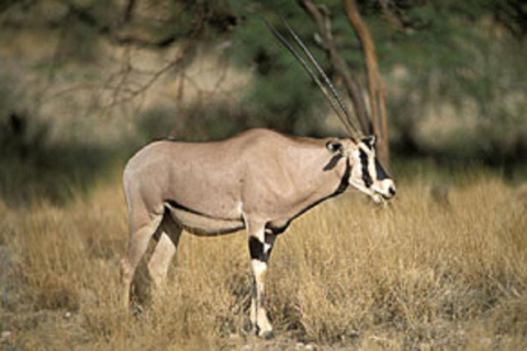 From Nairobi: 3-Day Samburu National Reserve