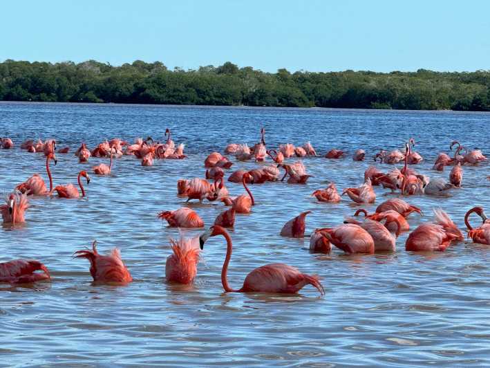 Celestún mangroves, pink flamingos and beach tour