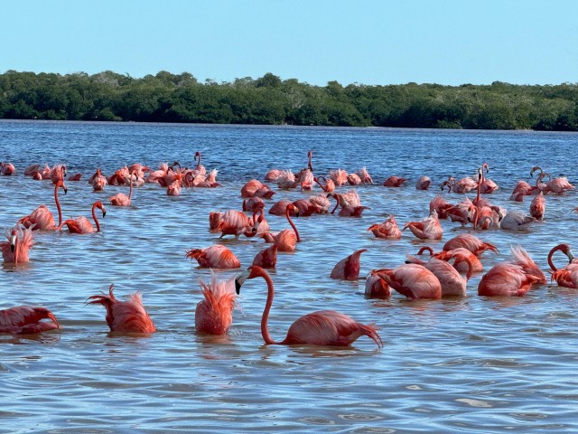 Visit Celestún mangroves, pink flamingos and beach tour in Mérida