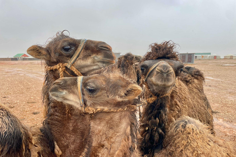 Nomadic Mongolia: Gobi, Steppe & Heritage Tour