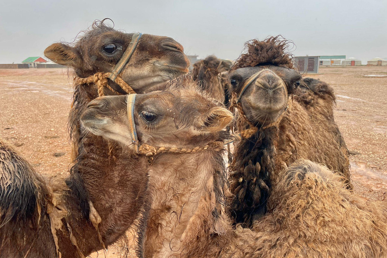 Nomadic Mongolia: Gobi, Steppe & Heritage Tour
