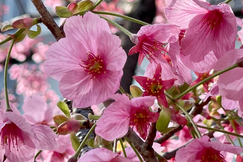 Osaka: Springtime Sakura Picnic "Hanami"