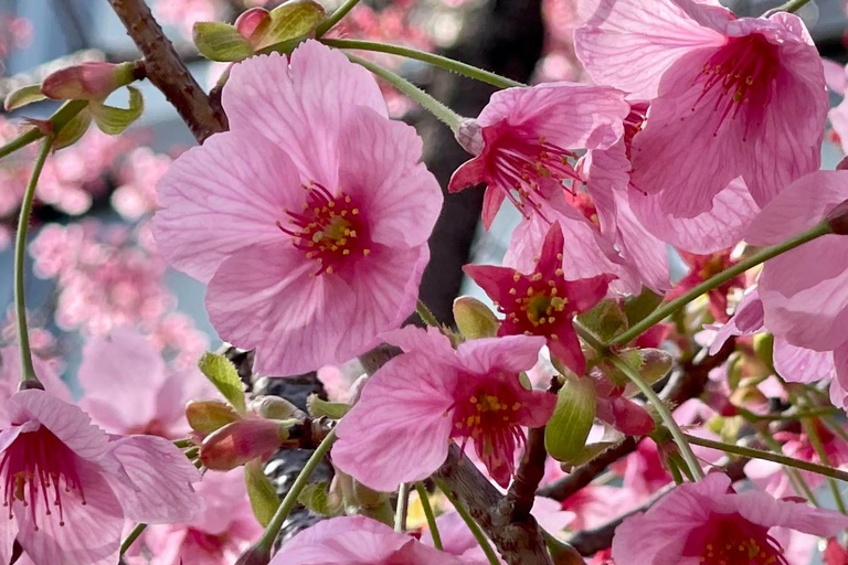 Osaka: Springtime Sakura Picnic "Hanami"