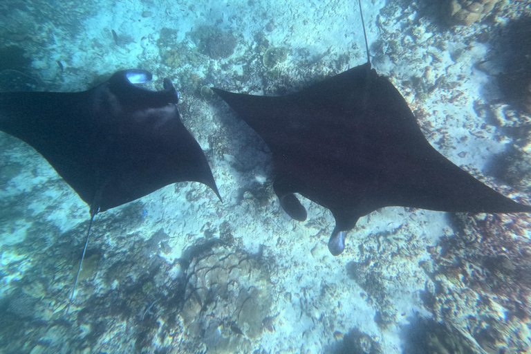 Labuan Bajo: Day Trip Snorkeling with Manta Rays and Turtles