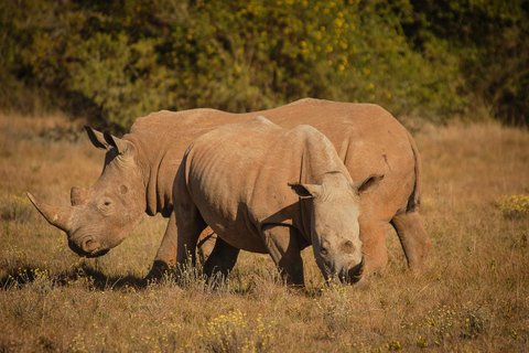 Half-Day Schotia Game Reserve (Open 4x4 Vehicle)