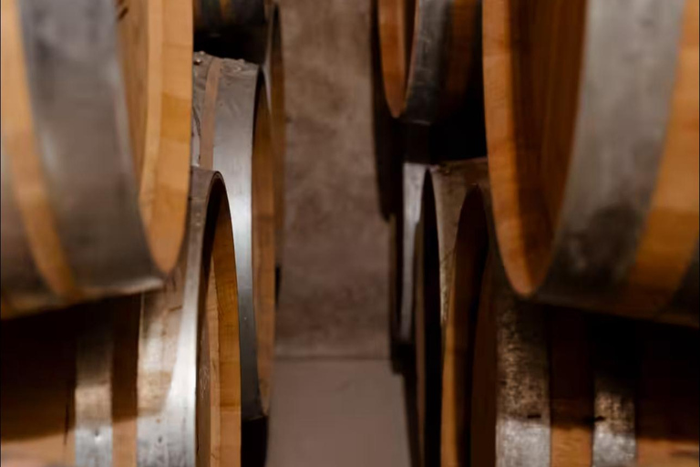 Langhe & Monferrato: Vineyard Tour and Wine Tasting