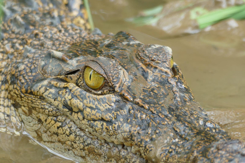 Mirissa : Observation des oiseaux et des crocodiles sur la rivière Nilwala