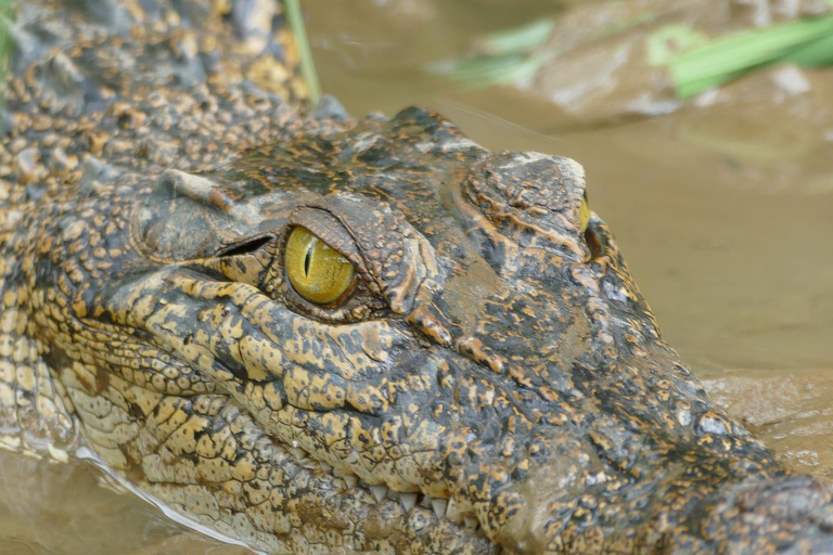 Mirissa: Nilwala River Bird Watching and Crocodile Tour