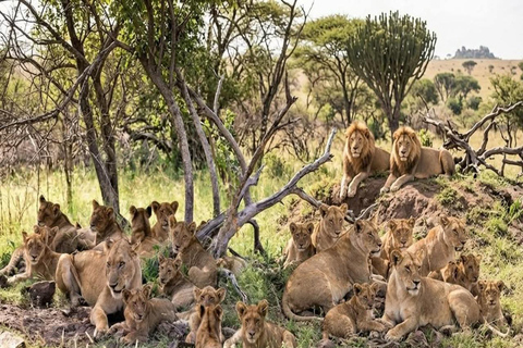 Safari 3-Days Mikumi national park from Zanzibar by ferry