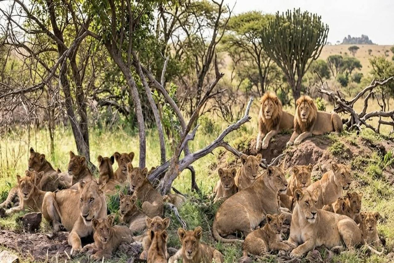 Safari 3-Days Mikumi national park from Zanzibar by ferry