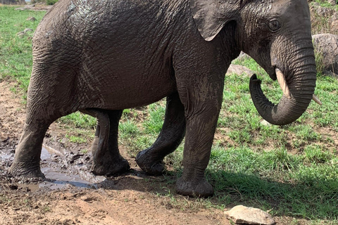 Arusha: 2-daagse safari naar Tarangire National Park met maaltijden