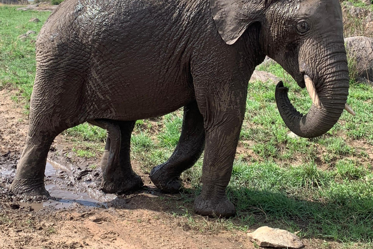 Arusha: 2-dniowe safari do Parku Narodowego Tarangire z posiłkami