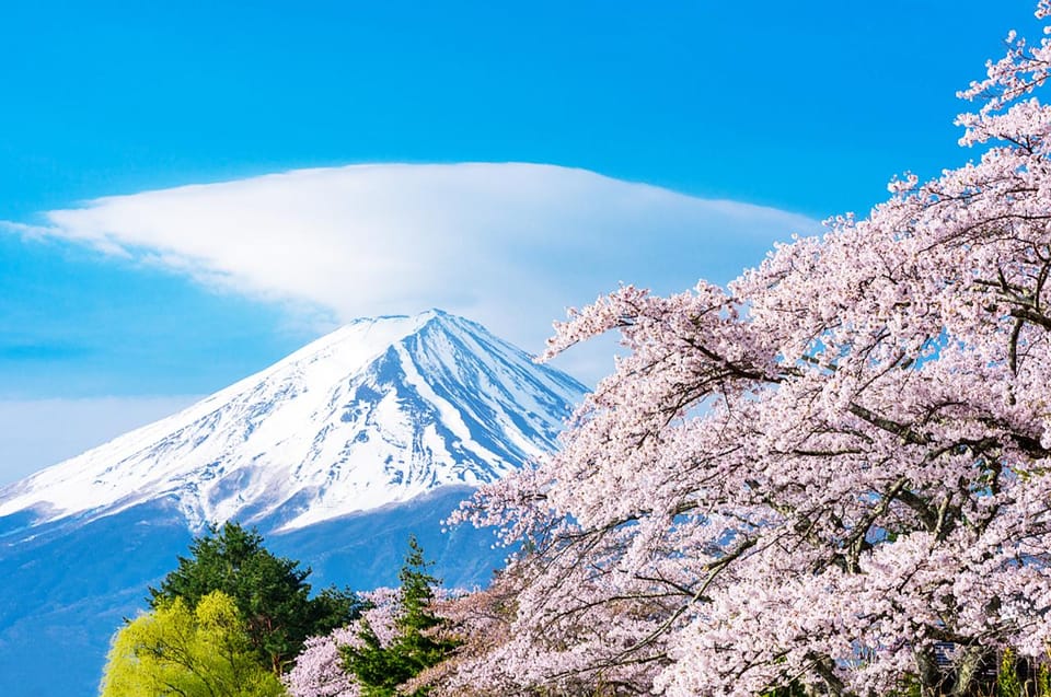 Magic Sakura - 24h Blossoming Mini Cherry Tree