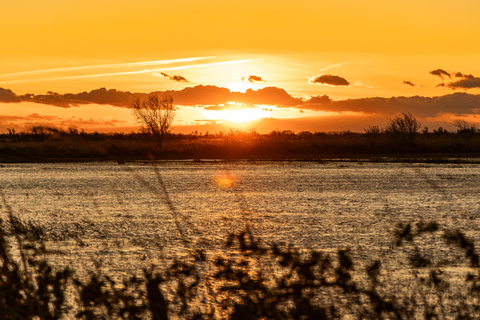 Aigues-Mortes 3H: Discover the secret Camargue in a 4x4 Full-Day