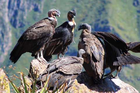 Classic Colca canyon Tour - 2 Days