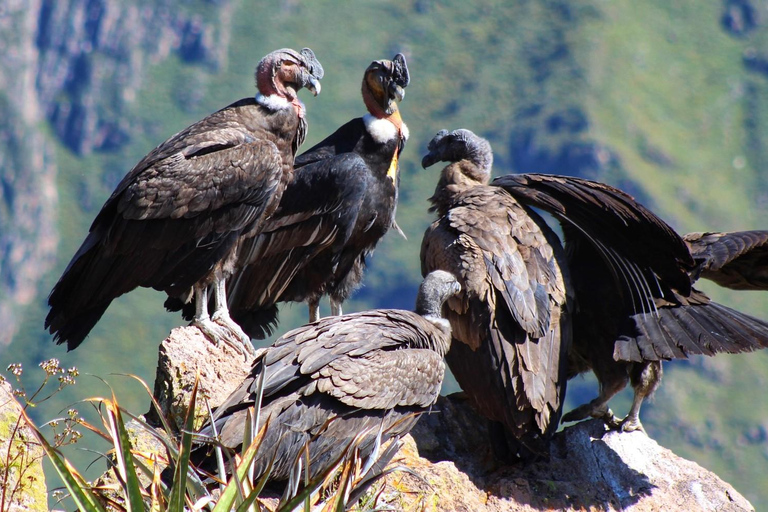 Classic Colca canyon Tour - 2 Days