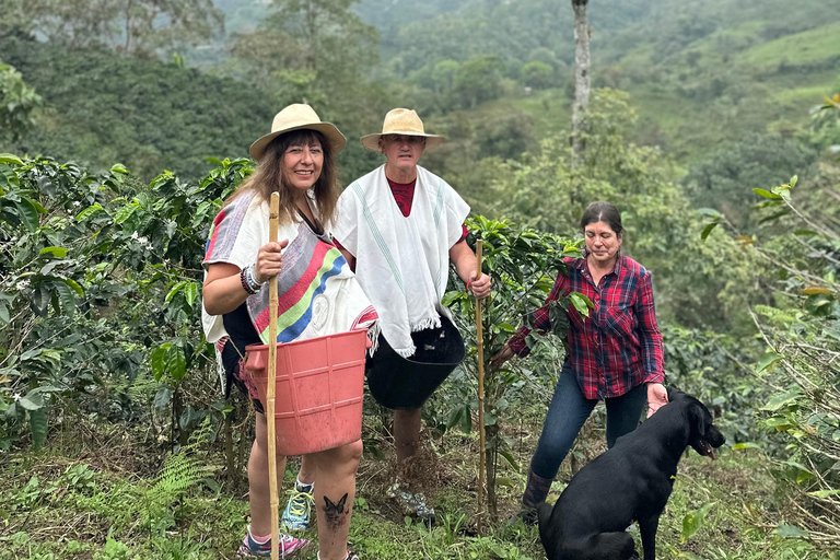 From Medellín: Coffee Farm Hiking & Exotic Fruit Marketplace