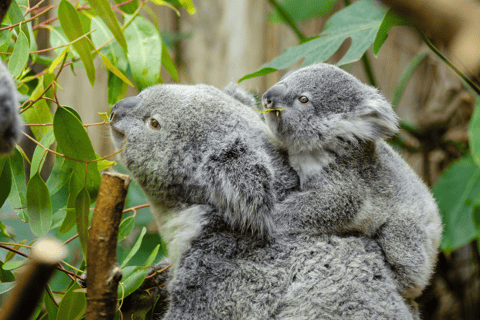 De Melbourne: Excursão de um dia para Phillip Island e Penguin Parade